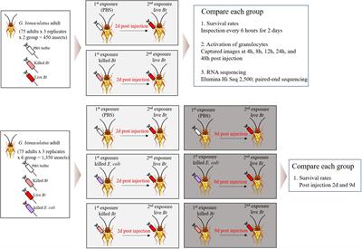 Granulocyte dynamics: a key player in the immune priming effects of crickets